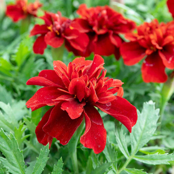 Marigold 'Fireball'