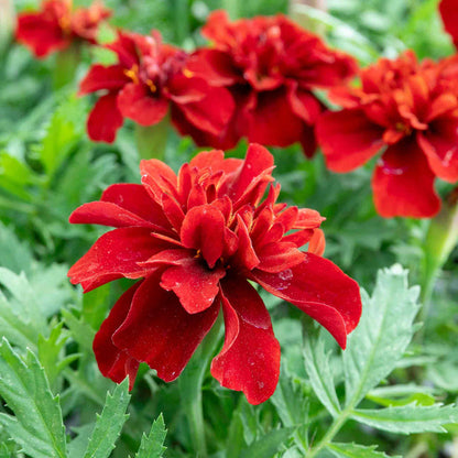 Marigold 'Fireball'