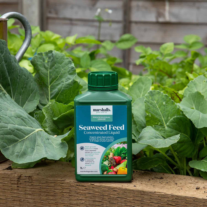 Marshalls Liquid Seaweed Feed