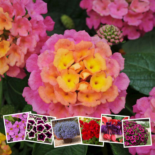 Marshalls Summer Bedding Plug Mix