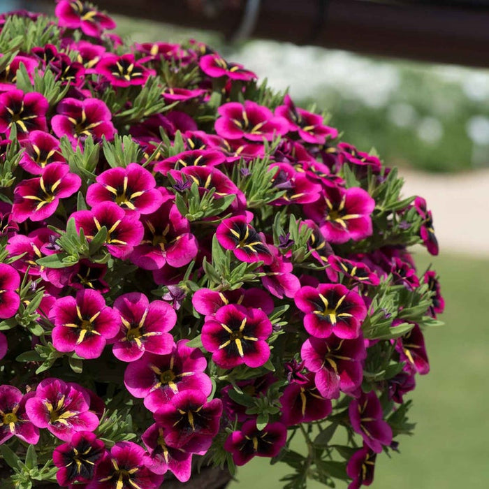 Marshalls Summer Bedding Plug Mix