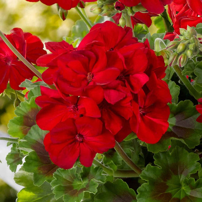 Marshalls Summer Bedding Plug Mix