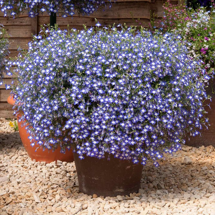Marshalls Summer Bedding Plug Mix