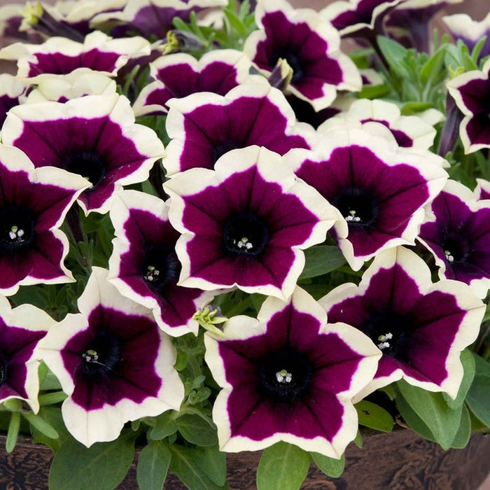 Marshalls Summer Bedding Plug Mix