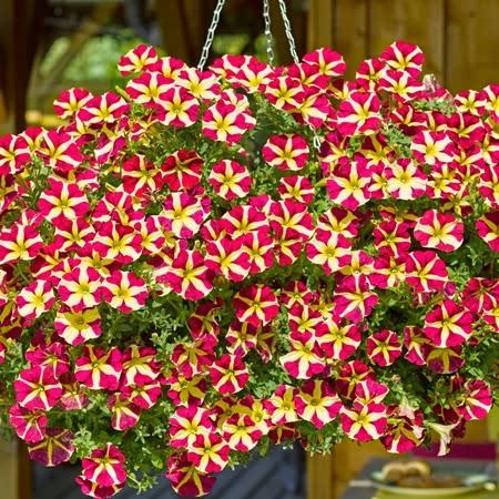 Marshalls 'Trailing Petunia Selection'