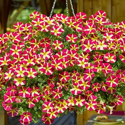 Marshalls 'Trailing Petunia Selection'