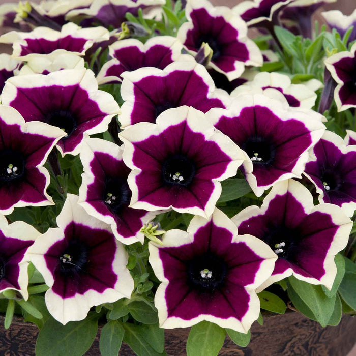 Marshalls 'Trailing Petunia Selection'