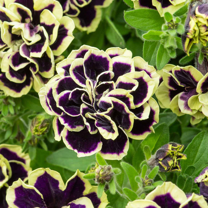 Marshalls 'Trailing Petunia Selection'