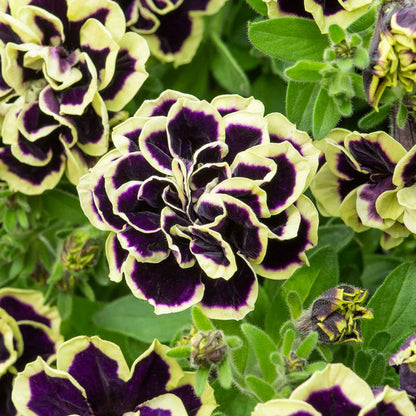 Marshalls 'Trailing Petunia Selection'