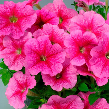 Marshalls 'Trailing Petunia Selection'