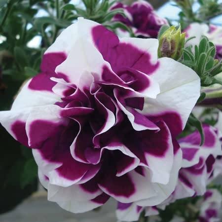 Marshalls 'Trailing Petunia Selection'