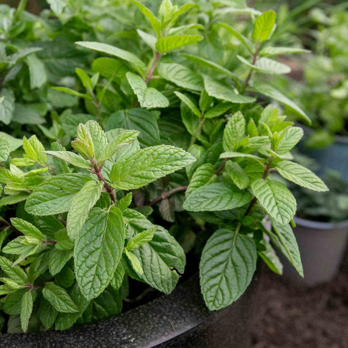 Mint 'Garden'