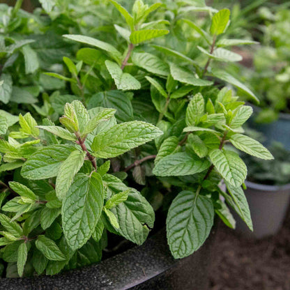 Mint 'Garden'