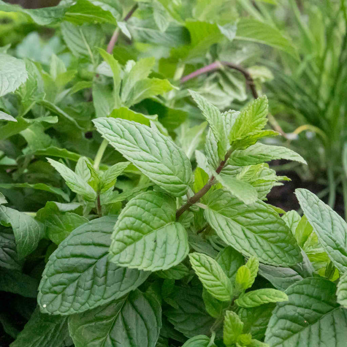 Mint 'Garden'