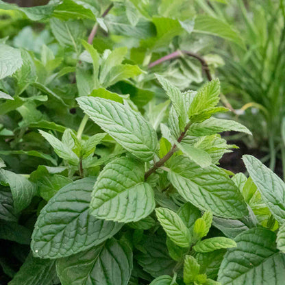 Mint 'Garden'