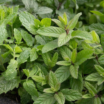 Mint 'Garden'