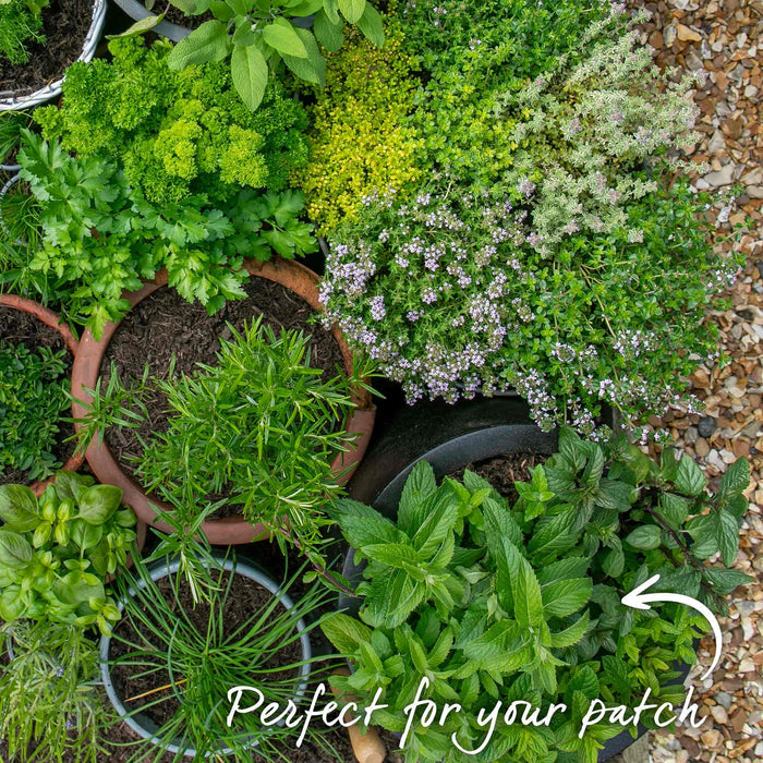 Mint 'Garden'