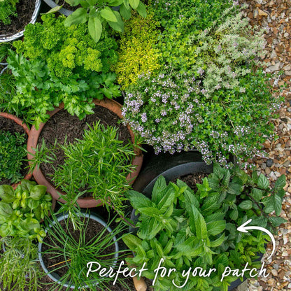 Mint 'Garden'