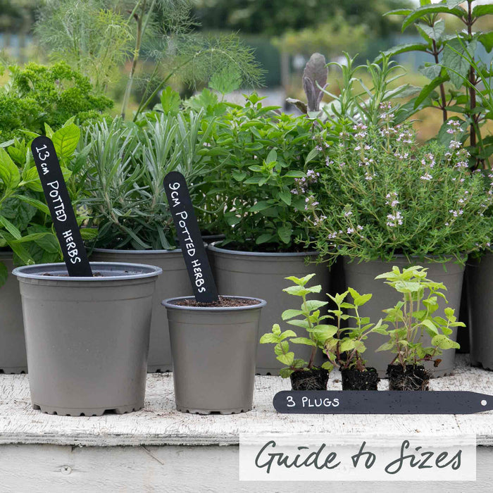 Mint 'Garden'