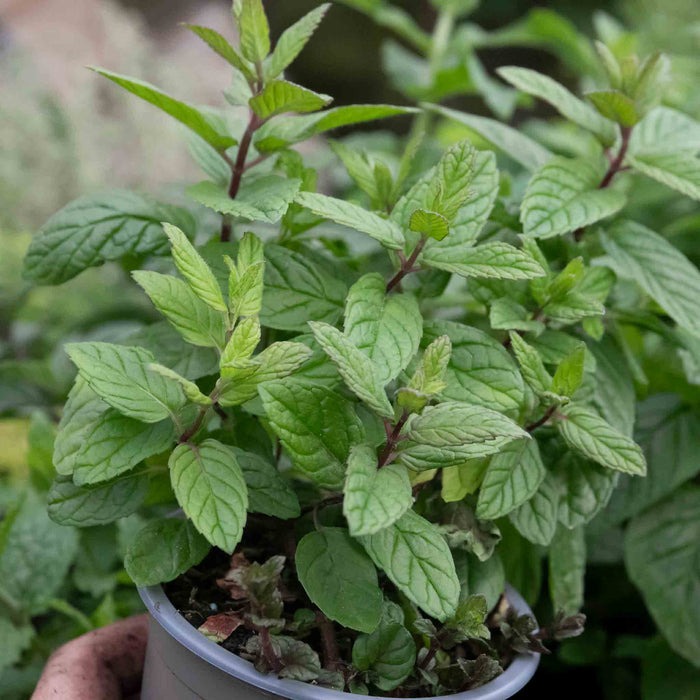 Mint 'Garden'