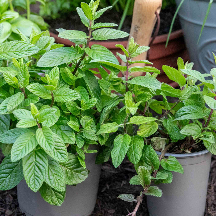 Mint 'Garden'