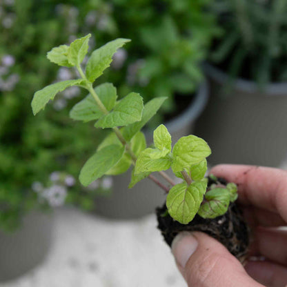 Mint 'Garden'