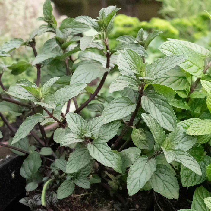 Mint 'Tashkent'