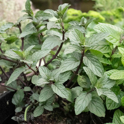 Mint 'Tashkent'