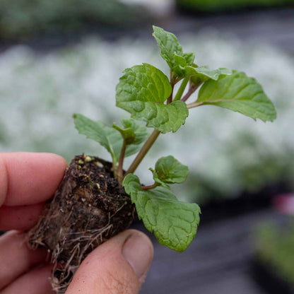 Mint 'Tashkent'