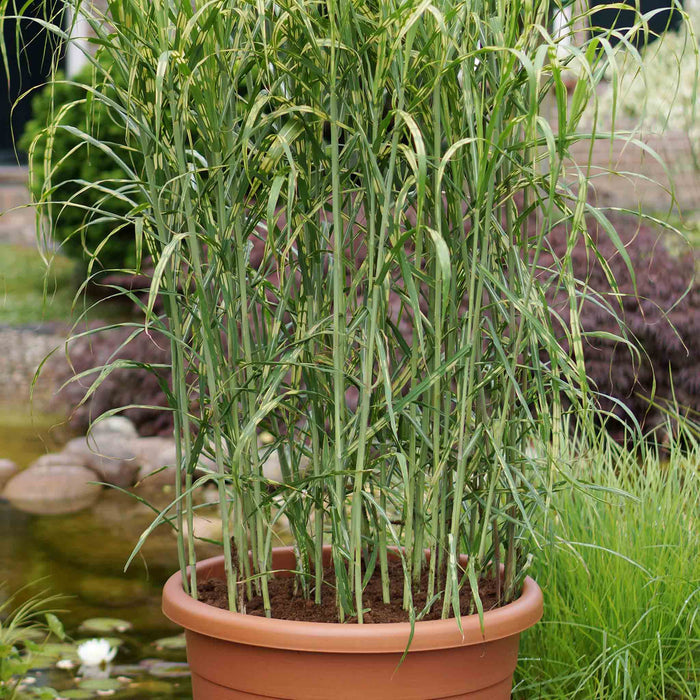 Miscanthus 'Giganteus Alligator'