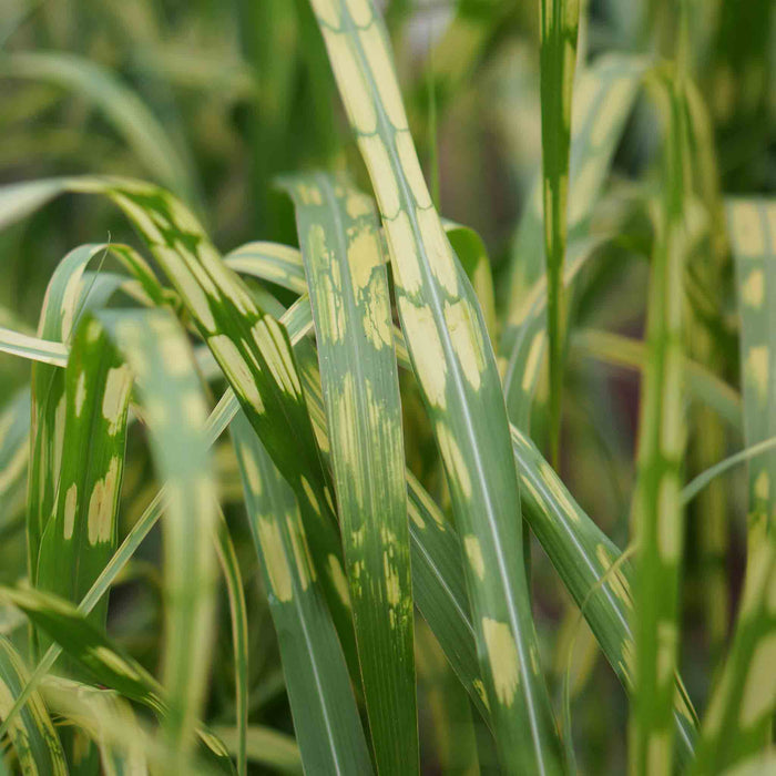Miscanthus 'Giganteus Alligator'