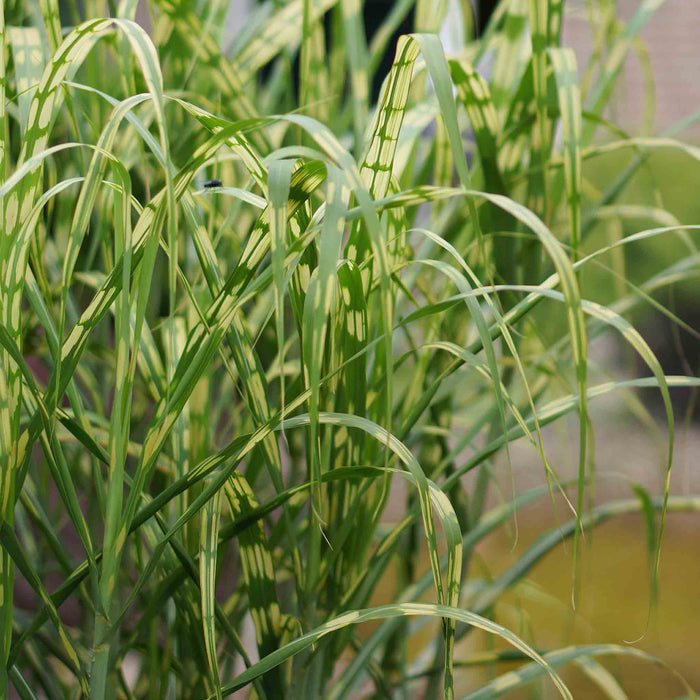 Miscanthus 'Giganteus Alligator'