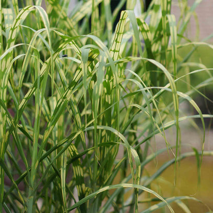 Miscanthus 'Giganteus Alligator'