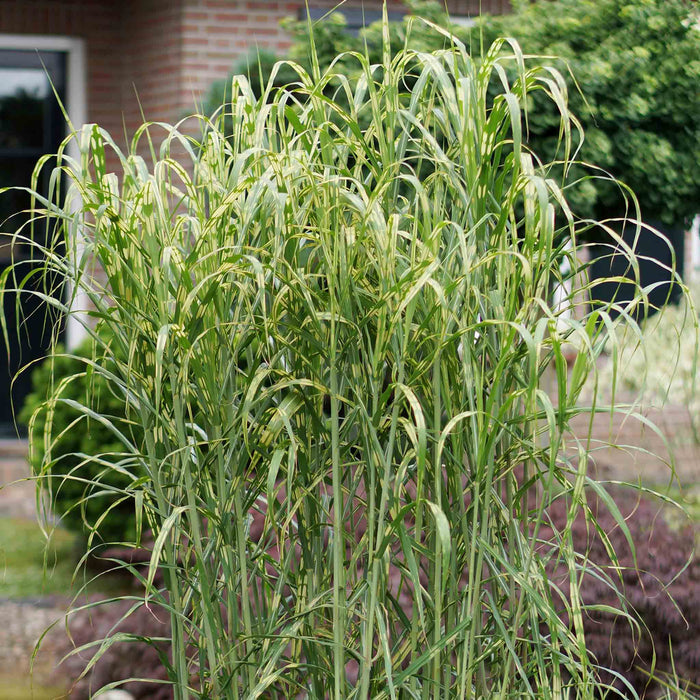 Miscanthus 'Giganteus Alligator'