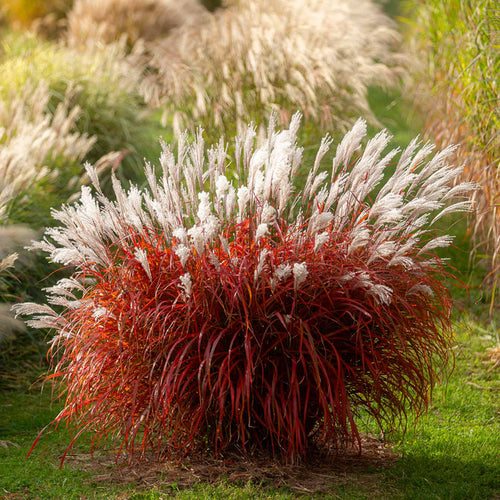 Miscanthus 'Lady in Red'