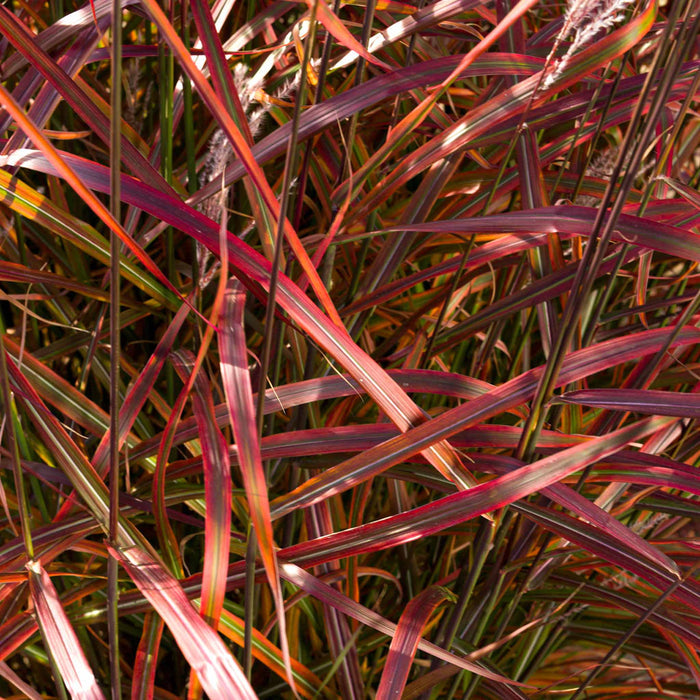 Miscanthus 'Lady in Red'