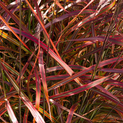 Miscanthus 'Lady in Red'