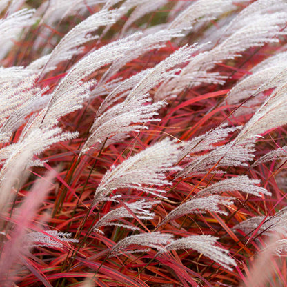 Miscanthus 'Lady in Red'
