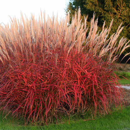 Miscanthus 'Lady in Red'