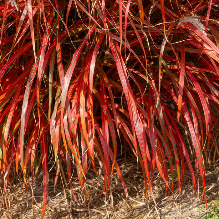Miscanthus 'Lady in Red'