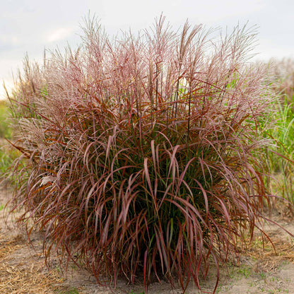 Miscanthus 'Lady in Red'