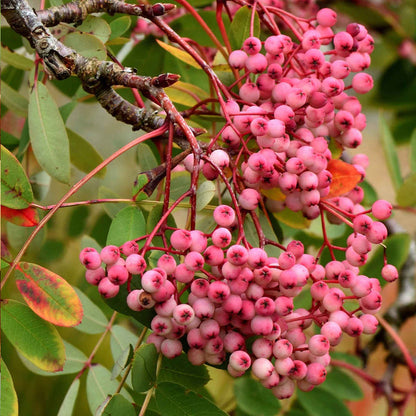 Mountain Ash 'Pink Pagoda'