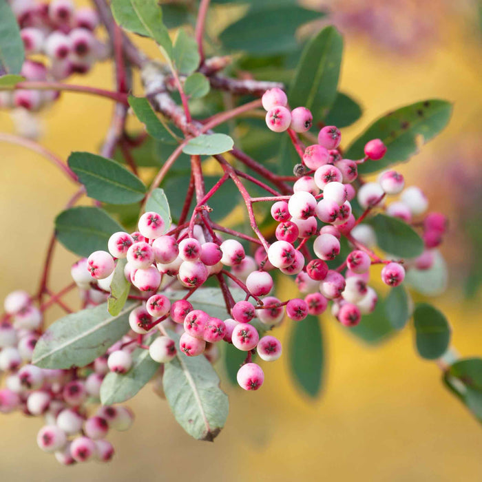 Mountain Ash 'Pink Pagoda'