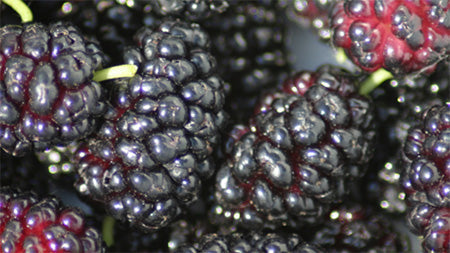 Mulberry Frost Fragrance Oil 15860