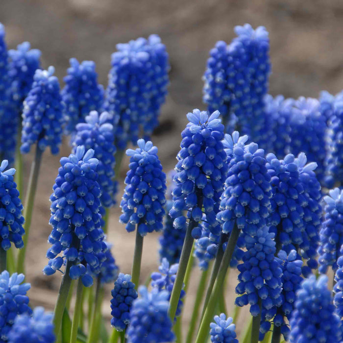 Muscari 'Blue Magic'