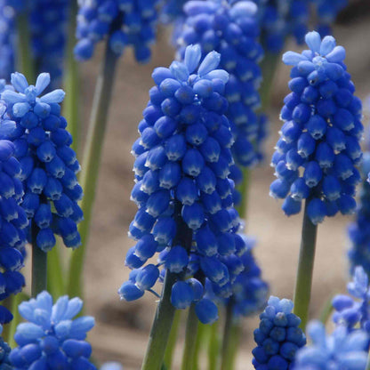 Muscari 'Blue Magic'