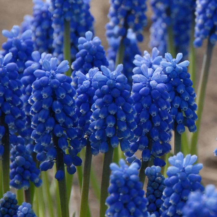 Muscari 'Blue Magic'
