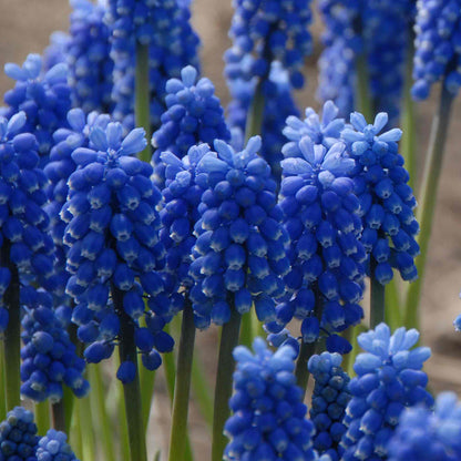 Muscari 'Blue Magic'
