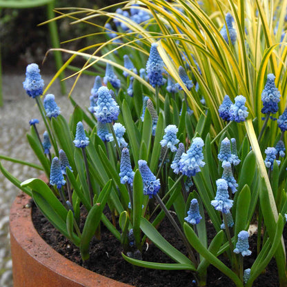 Muscari 'Blue Magic'