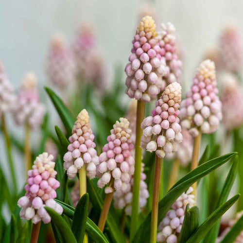 Muscari  'Pink Sunrise'